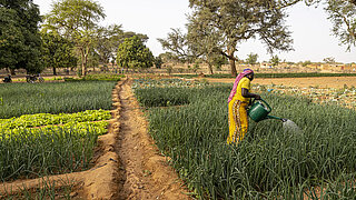 Woman in yellow dress and pink headscarf watering plants with green watering can in a field with various vegetables