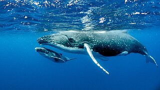 Zwei Wale schwimmen unter Wasser nebeneinander