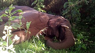 An elephant lying down with visible tusks resting in dense greenery under bushes.