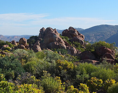 Eine malerische Landschaft mit grünen Büschen, gelben Blumen und großen Felsen unter einem klaren blauen Himmel.