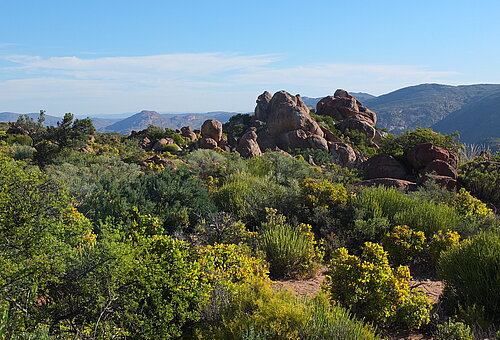 Eine malerische Landschaft mit grünen Büschen, gelben Blumen und großen Felsen unter einem klaren blauen Himmel.