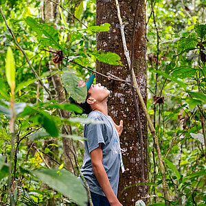 Person looking up at a tree in a tropical forest.