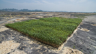 A field of green sorghum plants surrounded by black, scarred landscapes. 