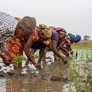 Eine Gruppe von Menschen pflanzt Setzlinge in einem schlammigen Feld, wahrscheinlich in einem ländlichen Gebiet.