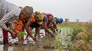 Eine Gruppe von Menschen pflanzt Setzlinge in einem schlammigen Feld, wahrscheinlich in einem ländlichen Gebiet.