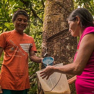 Ein Mann und eine Frau in roten T-Shirts zapfen mit einem Eimer Kautschuk im peruanischen Regenwald