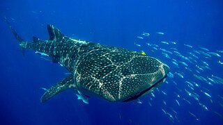 Large whale shark swimming in open ocean alongside a school of smaller fish