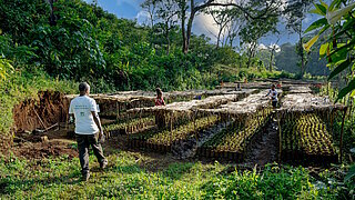 People working in a tree nursery.