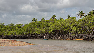 Küste und Mangrovenwald