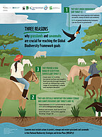 Cover Infografik "Three Resaons why grasslands and savannahs are crucial for reaching Global Biodiversity goals"	