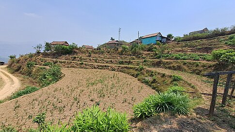 Ingwerplantage in terrassierter Hügellandschaft bei Madyabindu.