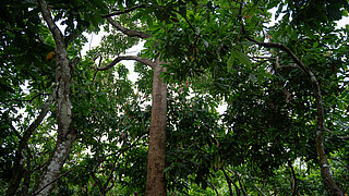View of a dense forest with tall trees.