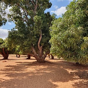 [Translate to English:] Mangobäume stehen auf trockenem Boden in einem Flussbettgebiet in der Region Dodoma in Tansania.