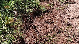 Ground with earthen tracks left by an elephant and scattered patches of grass