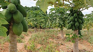 Mehrere Papaya-Bäume mit großen Früchten auf einem Feld unter bewölktem Himmel.