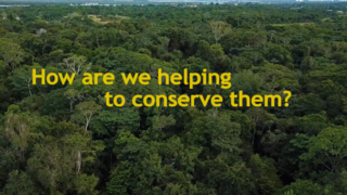 Thumbnail "Latin America and the Caribbean in Action for Pollinating Insects Through the Project Poli-LAC"