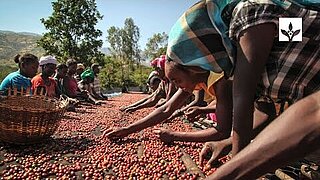 Thumbnail Video "Reforestation at the origin of coffee in Ethiopia"