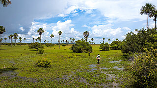 Open wetland scene with tall palm trees, low shrubs, and a rider on horseback moving away in the distance beneath a partly cloudy blue sky.