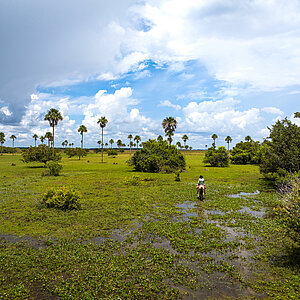 Open wetland scene with tall palm trees, low shrubs, and a rider on horseback moving away in the distance beneath a partly cloudy blue sky.