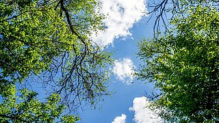 Bäume von unten mit Blick in den Himmel