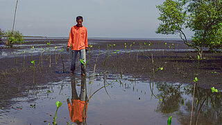 Man betweet mangroves seedlings