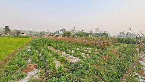Landwirtschaftliche Felder mit junger Vegetation unter freiem Himmel.