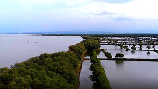 Mangrove landscape in Indonesia