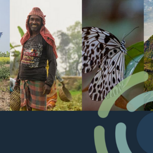 Collage of images with solar panels, an indigenous person, a butterfly and a mountain landscapet