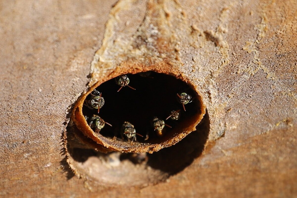 Pollinator protection incorporated into national agricultural policy in ...