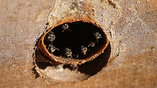 Mehrere Bienen sitzen am Eingang eines braunen, runden Nestlochs in einer Holzoberfläche