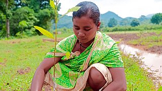 Eine Indigene pflanzt einen Baumsetzling