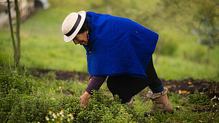 Eine ältere Frau mit weißem Hut, blauer Umhangjacke und braunen Stiefeln pflückt Pflanzen oder Unkraut auf einem grünen Feld. Sie beugt sich nach vorne und arbeitet konzentriert, umgeben von Natur und leichtem Morgenlicht.