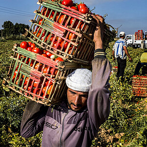 A labourer is loading tomatoes to the wholesalers trucks.