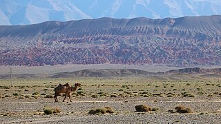 A camel runs through a desert of scree. A mountain range can be seen in the background. 