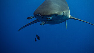Shark viewed from the front with several small fish below in open water