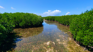 View of a mangrove forest