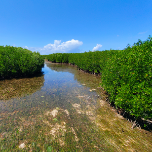 View of a mangrove forest
