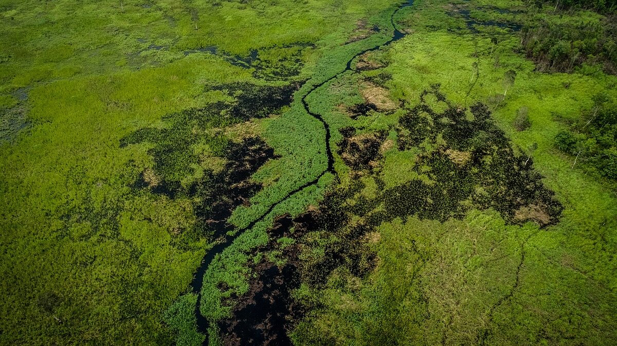 Mapping the Future of Nature-Based Climate Action | Internationale