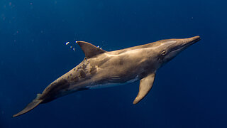 Large bottlenose dolphin with long narrow snout swimming in open sea.