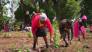 Video-Thumb: Mehrere Frauen bücken sich beim Pflanzen junger Setzlinge in einem bewaldeten Gebiet.