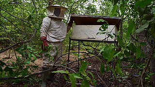 Person wearing protective clothing and veil standing next to a beehive in a wooded area