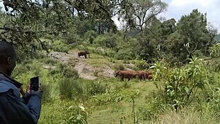 Person holding smartphone filming a group of elephants in a forested landscape