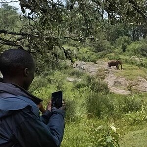 Person mit Smartphone filmt eine Gruppe von Elefanten in einer bewaldeten Landschaft