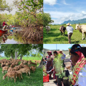 Collage of four photos showing people in rural settings including individuals in a canoe on a vegetated waterway, a man wearing a hat standing near cows in a pasture, a flock of sheep under trees, and a person wearing a headscarf holding small conifer trees.