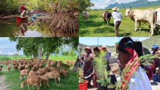 Collage of four photos showing people in rural settings including individuals in a canoe on a vegetated waterway, a man wearing a hat standing near cows in a pasture, a flock of sheep under trees, and a person wearing a headscarf holding small conifer trees.