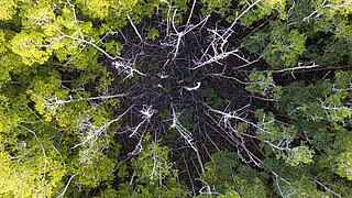 Wald von oben. In der Mitte steht eine Gruppe abgestorbener Bäume