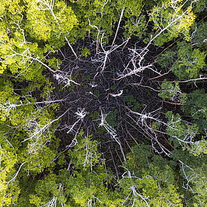 Wald von oben. In der Mitte steht eine Gruppe abgestorbener Bäumet