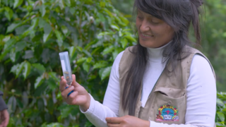 Thumb "Monitoring Pollinators for Sustainable Coffee Production in the Oxapampa-Asháninka-Yánesha Biosphere Reserve"