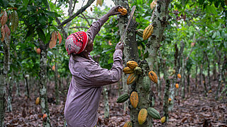 Harvesting cacao in a tropical forest.