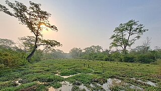 Eine weite, feuchte Wiesen- und Sumpflandschaft mit spiegelnden Wasserpfützen und Bäumen im Morgenlicht.